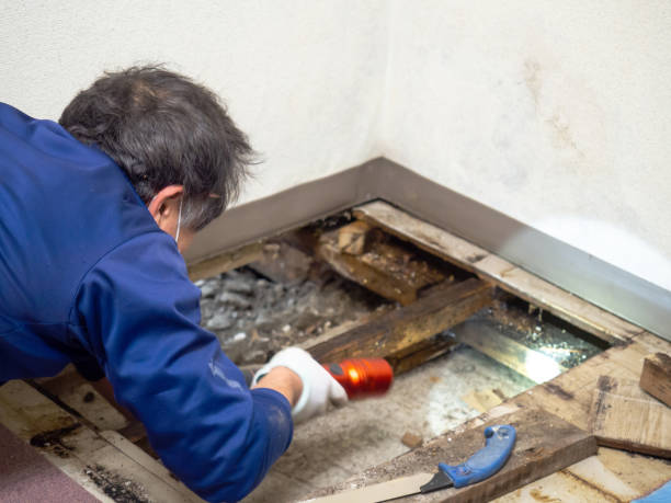 Why You Should Choose Our Mold Remediation Services in Boothwyn, PA